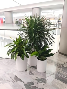 找绿植租赁？宁波北仑这家公司超靠谱！